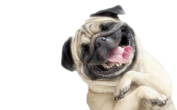 Healthy &amp; Organic Seafood Dog Treats